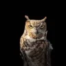 nightowl88